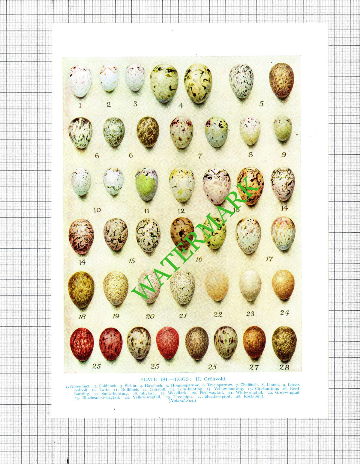 Bird Eggs Bird's Eggs H Gronvold - 1960's - THREE Prints