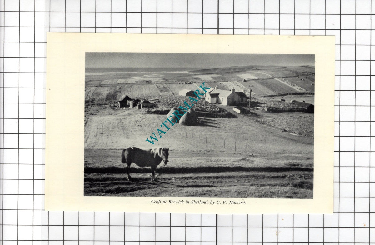 Rerwick Scotland Croft - 1962 Small Clipping