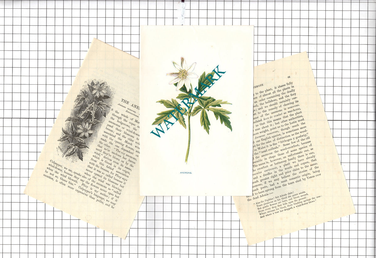The Anemone Botannical Wild Flower Plant - c.1900 Small Print