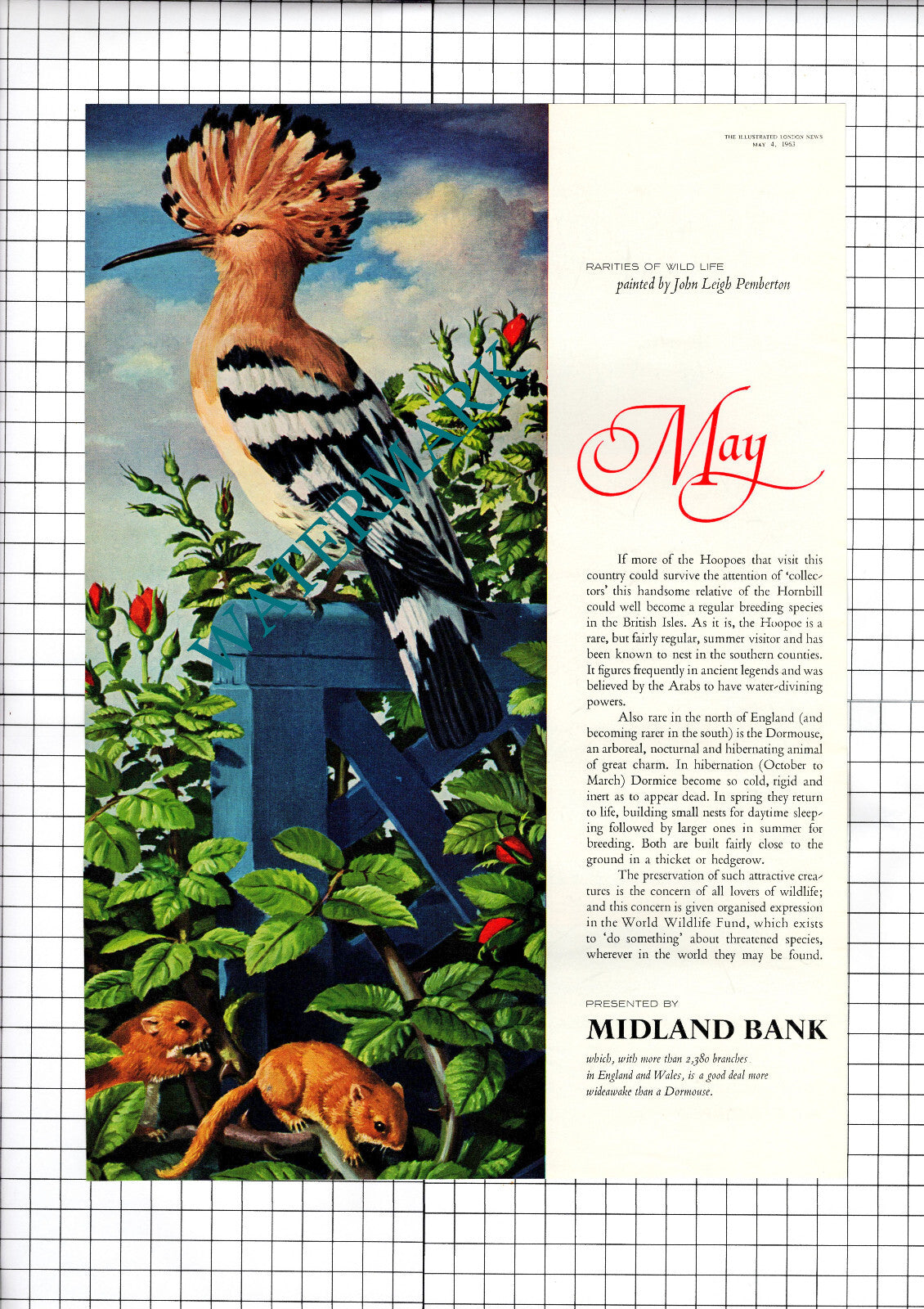 Hoopoe Bird Midland Bank John Leigh Pemberton Advert - 1963 Cutting