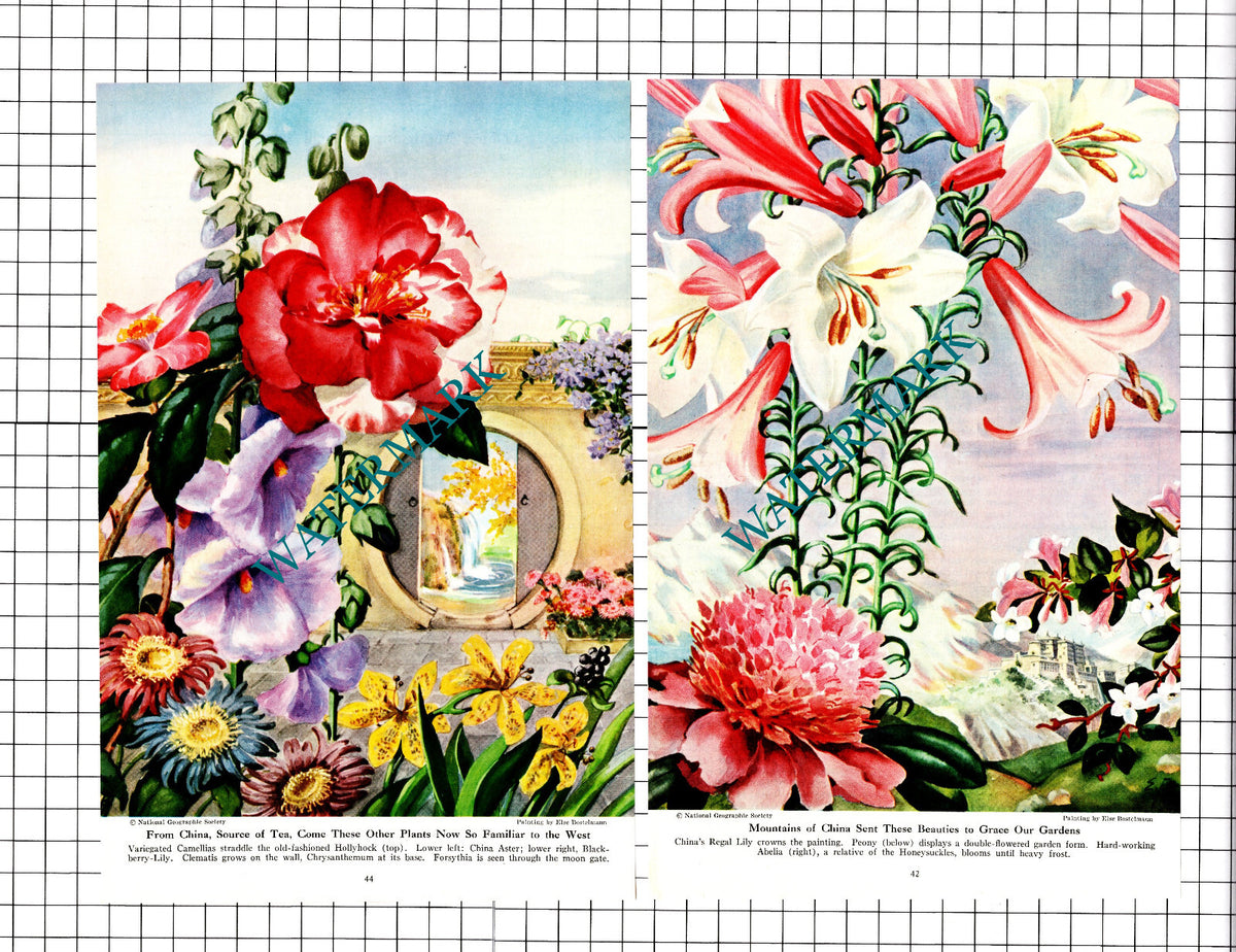 Else Bostelmann Chinese Plants China - 1947 Two Book Prints
