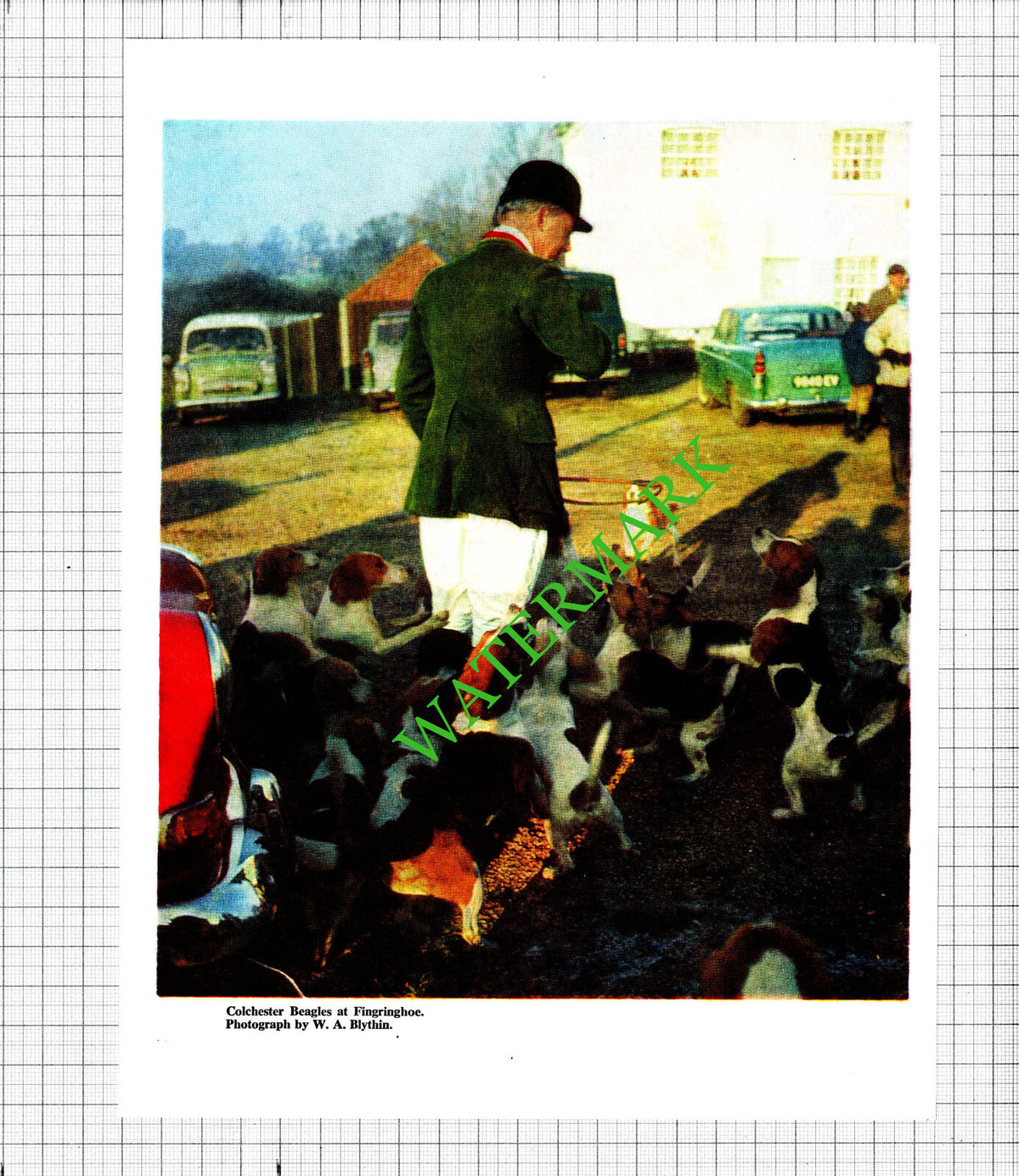 Colchester Beagles Essex Hunt Fingringhoe - 1968 Cutting / Print