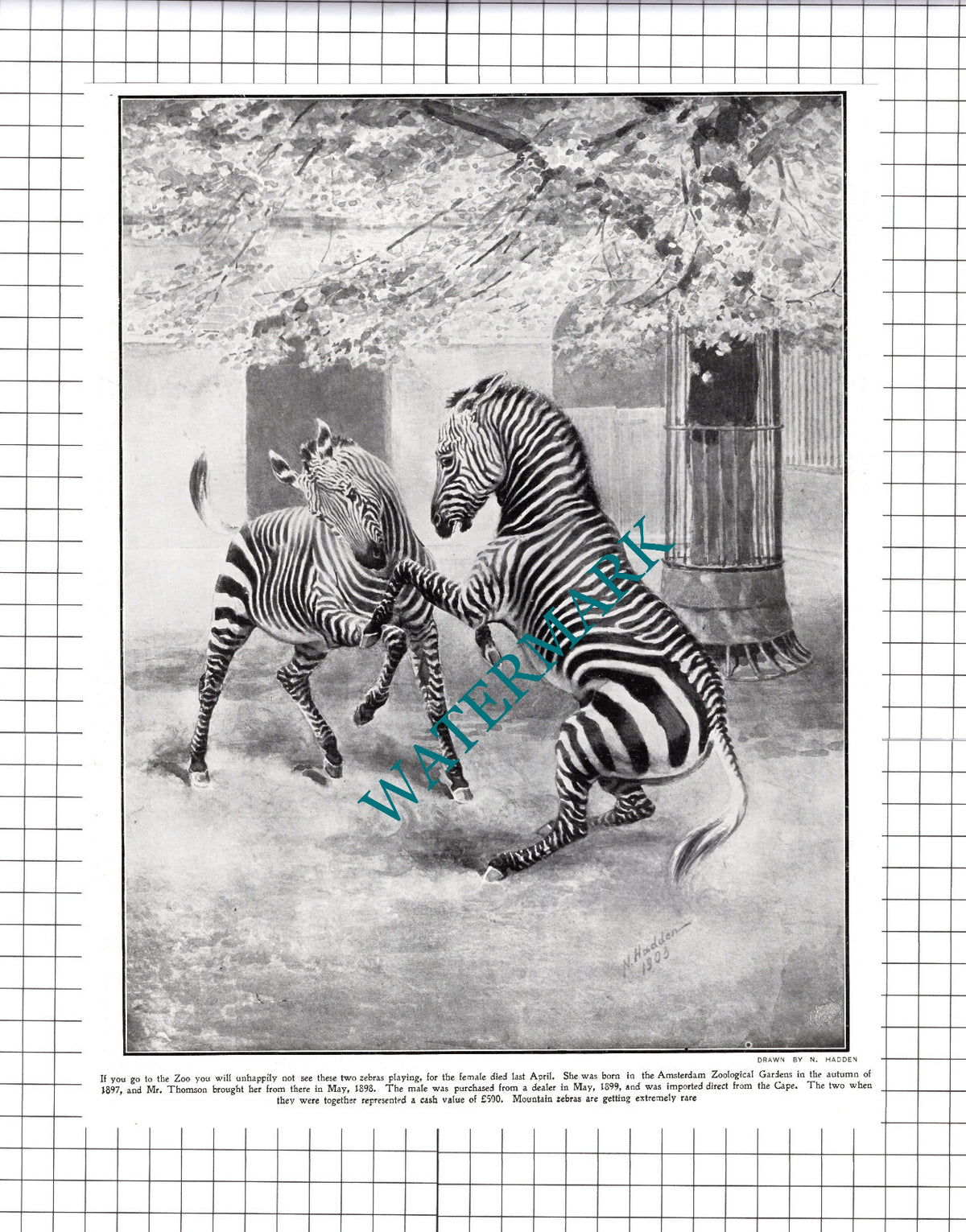 Amsterdam Zoological Gardens Zoo Mountain Zebras - 1903 Cutting / Print