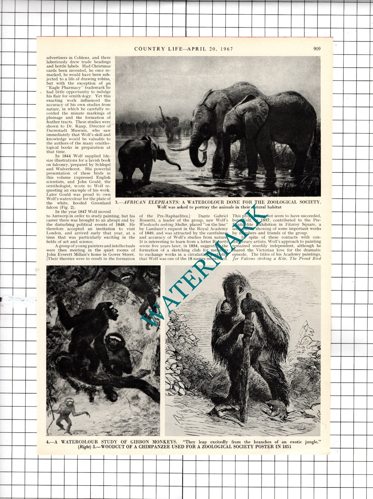 Joseph Wolf Illustrator - 1967 Article