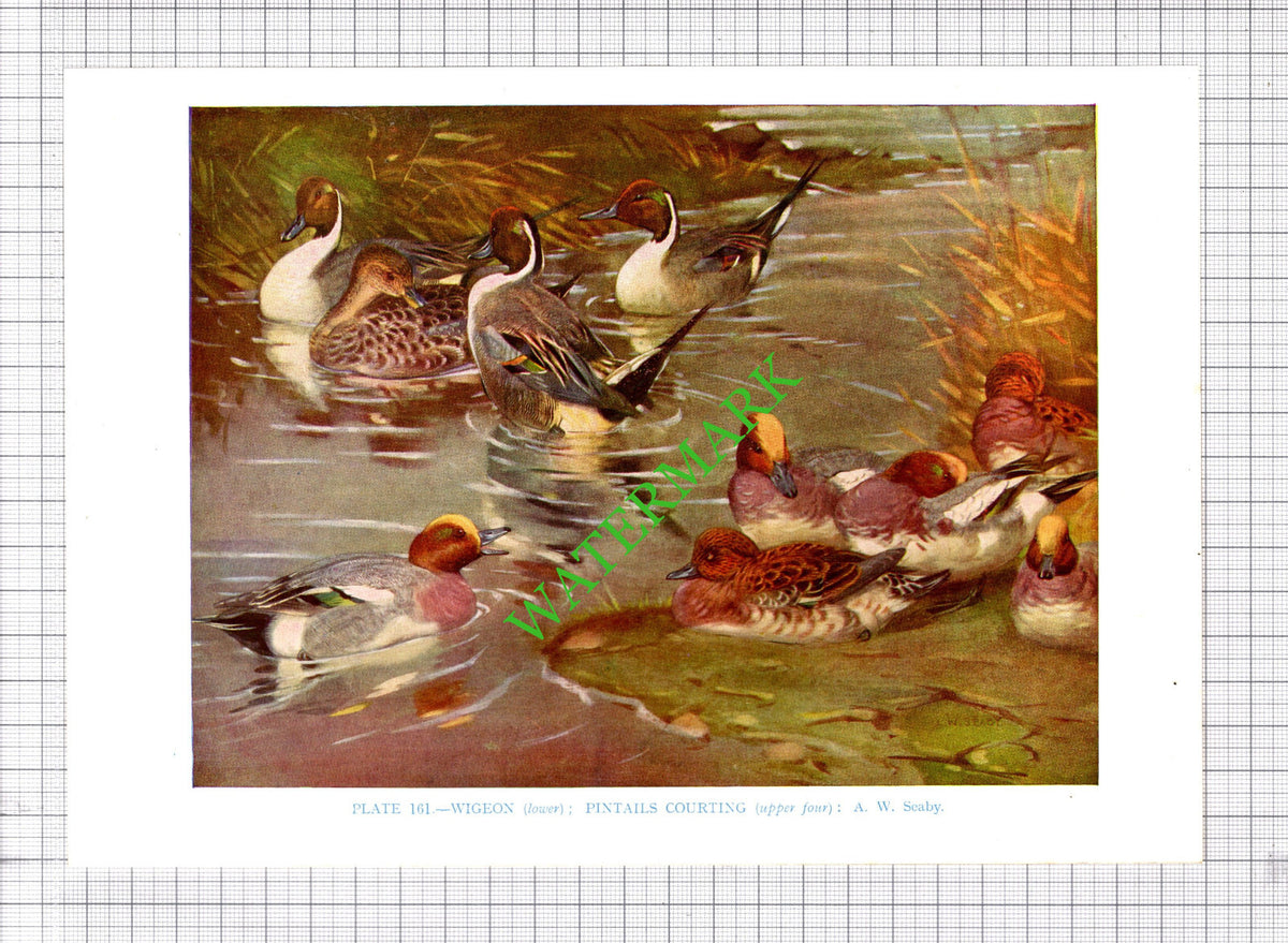 WIGEON PINTAIL A W Seaby Bird - 1960's Cutting / Print