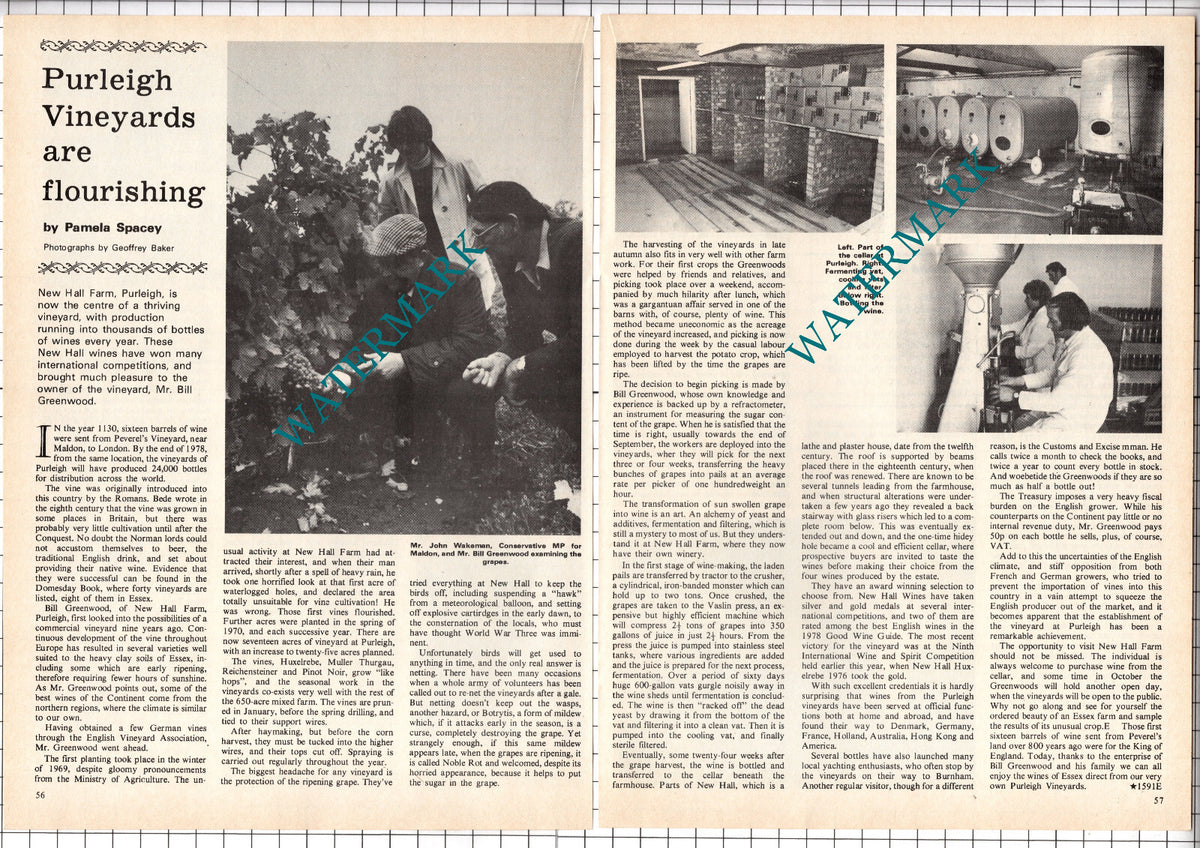 New Hall Farm Purleigh Essex Vineyards Mr Bill Greenwood - 1978 Article