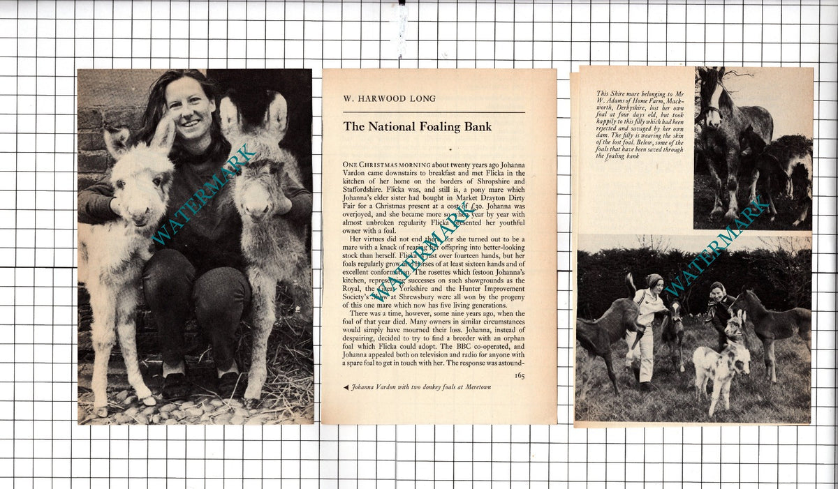 Joanna Vardon National Foaling Bank Meretown Shropshire - 1973 Small Article