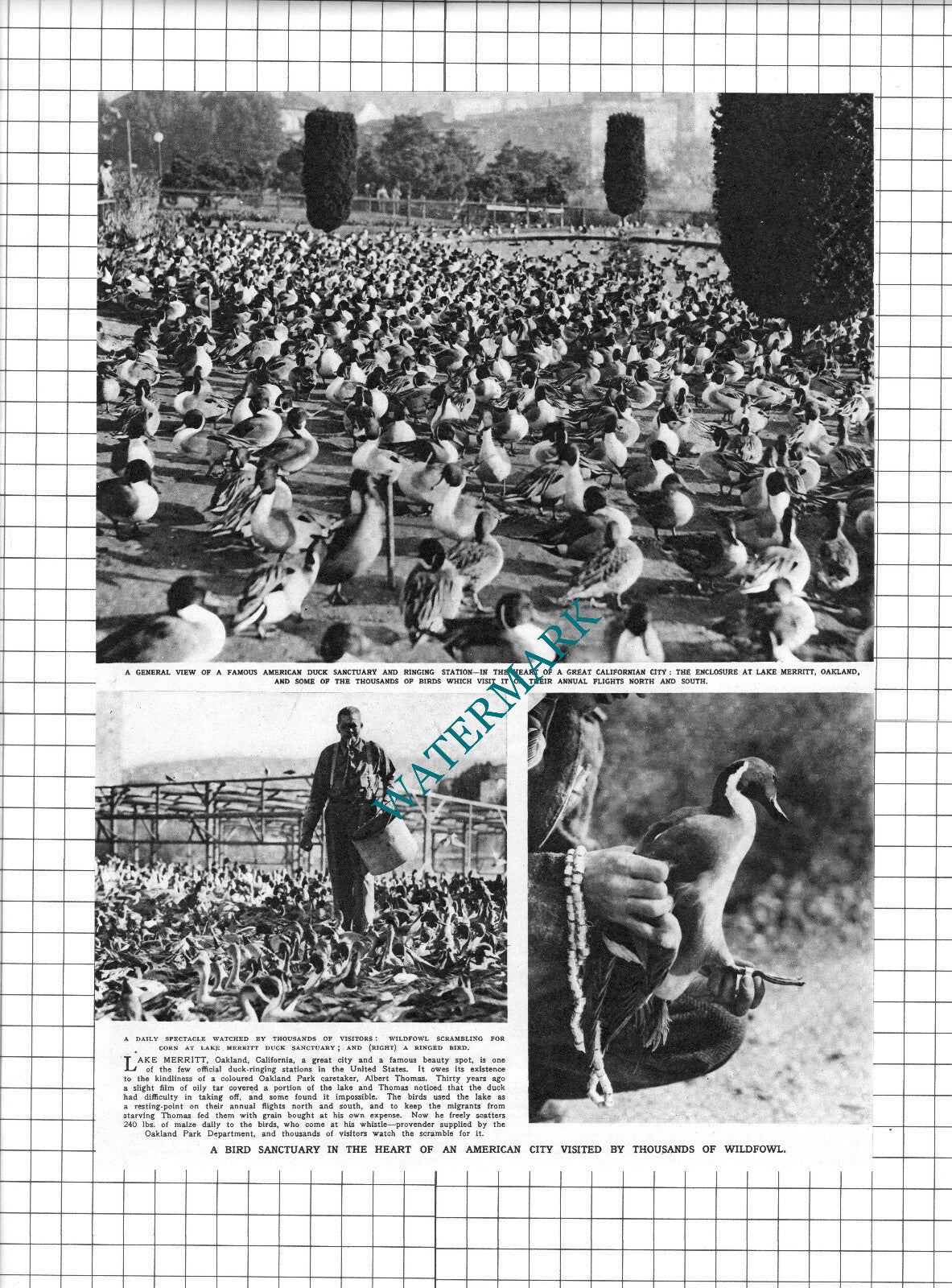Albert Thomas Lake Merritt Oakland California - 1947 2-Part Clipping / Print