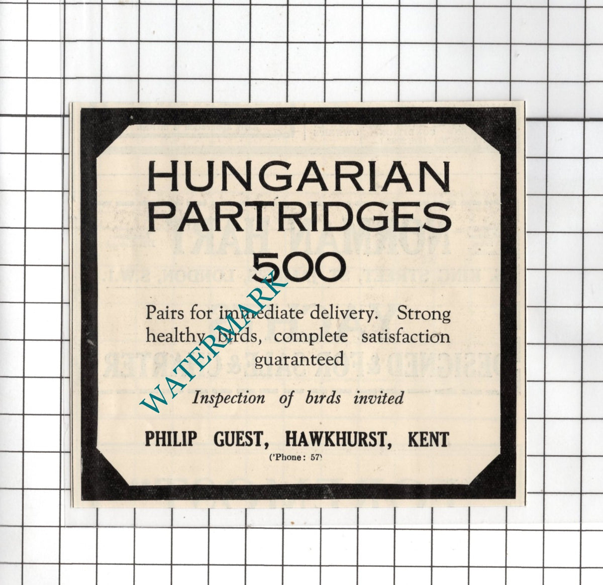Philip Guest Hawkhurst Kent - 1926 SMALL Advert
