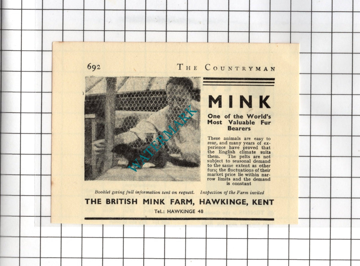 The British Mink Farm Hawkinge Kent - 1935 SMALL Advert