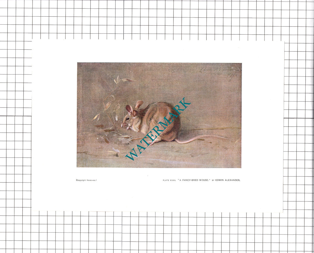 A Fancy Bred Mouse Edwin Alexander - 1904 Print
