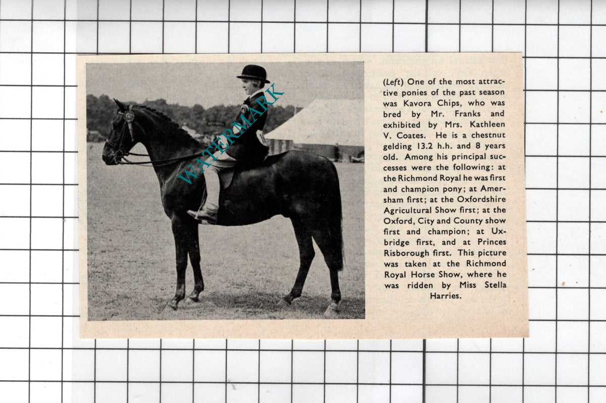Stella Harries Kavora Chips Horse Mrs Kathleen Coates - 1949 Small Clipping