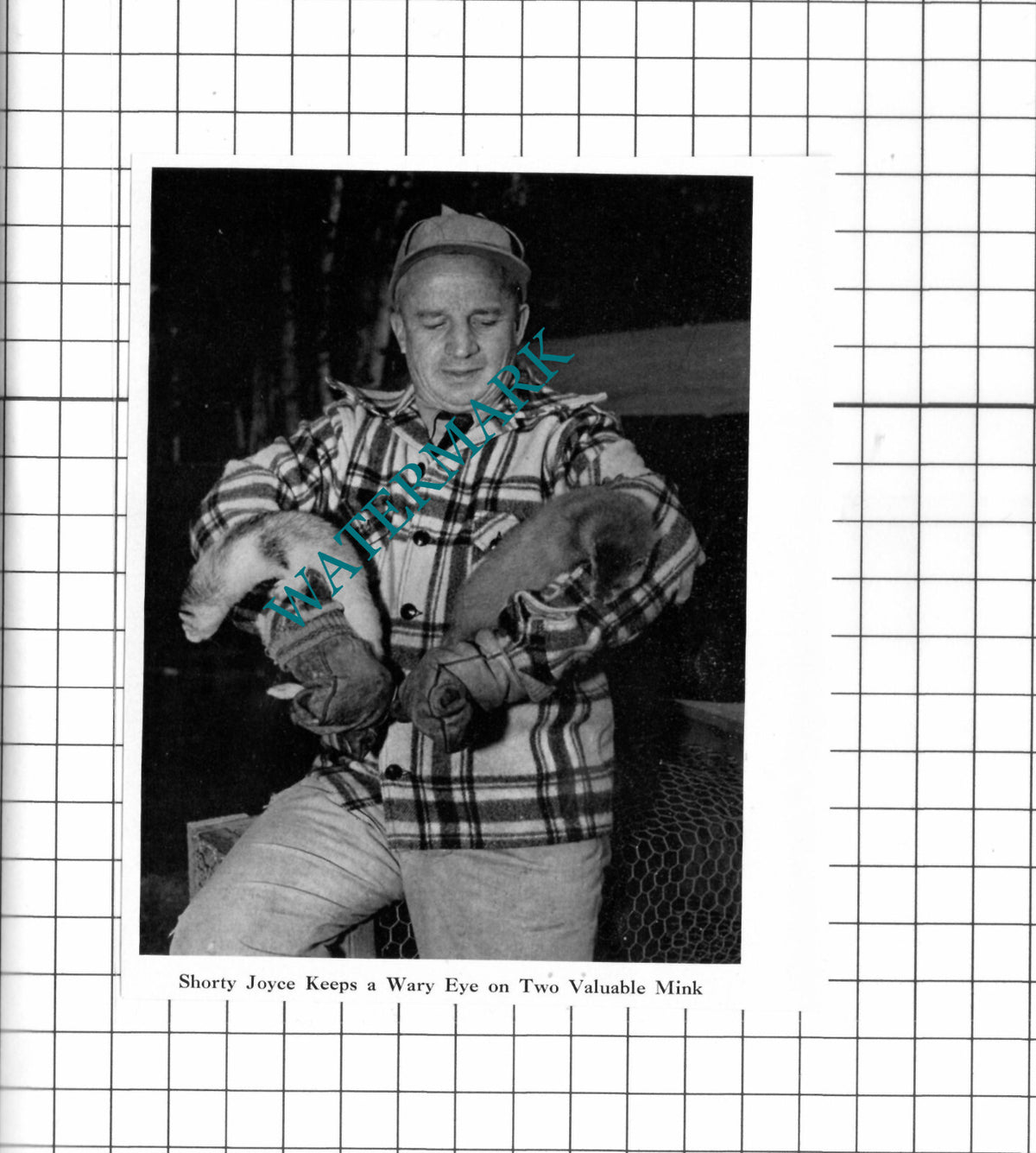 Shorty Joyce Mink America - 1947 Clipping/ Print