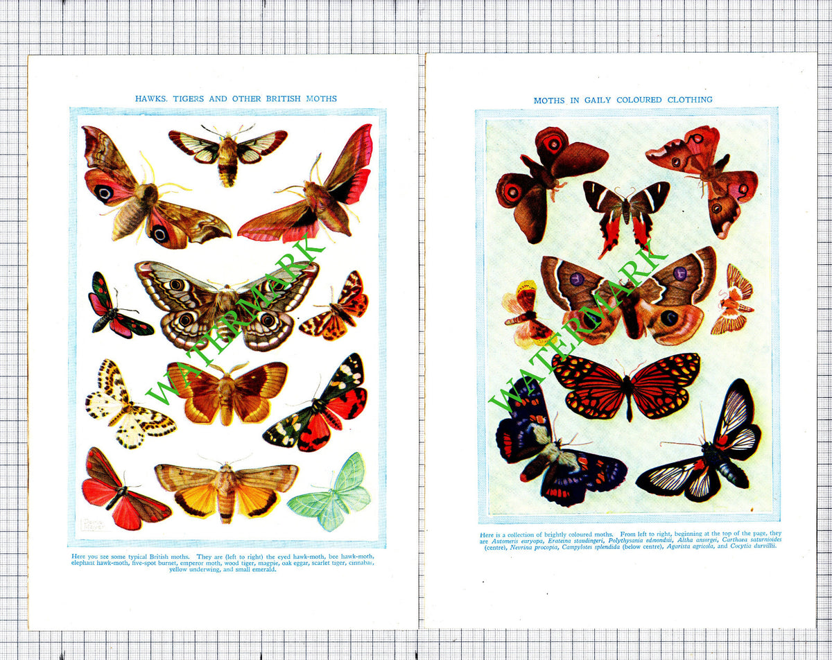 Moths - c.1940s Two Prints