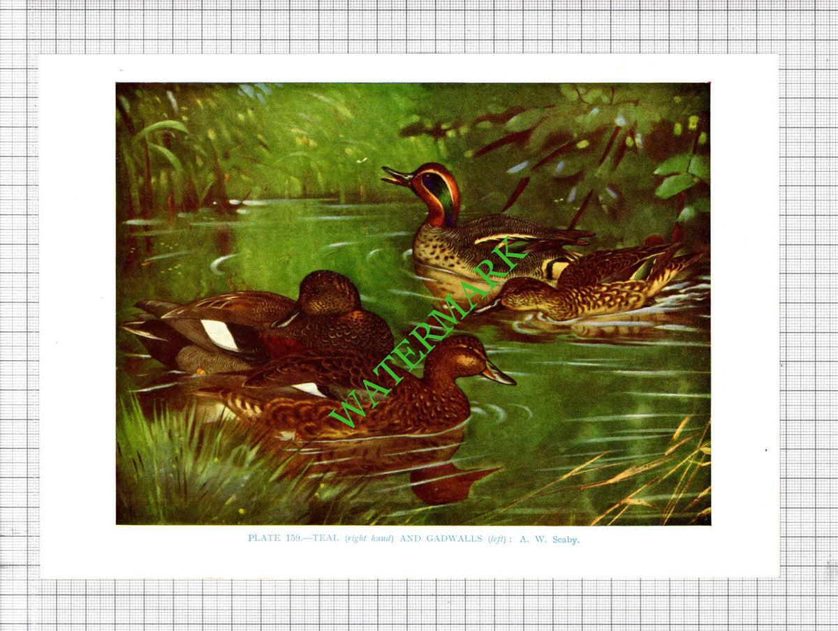 TEAL GADWALL DUCK A W Seaby Bird - 1960's Cutting / Print