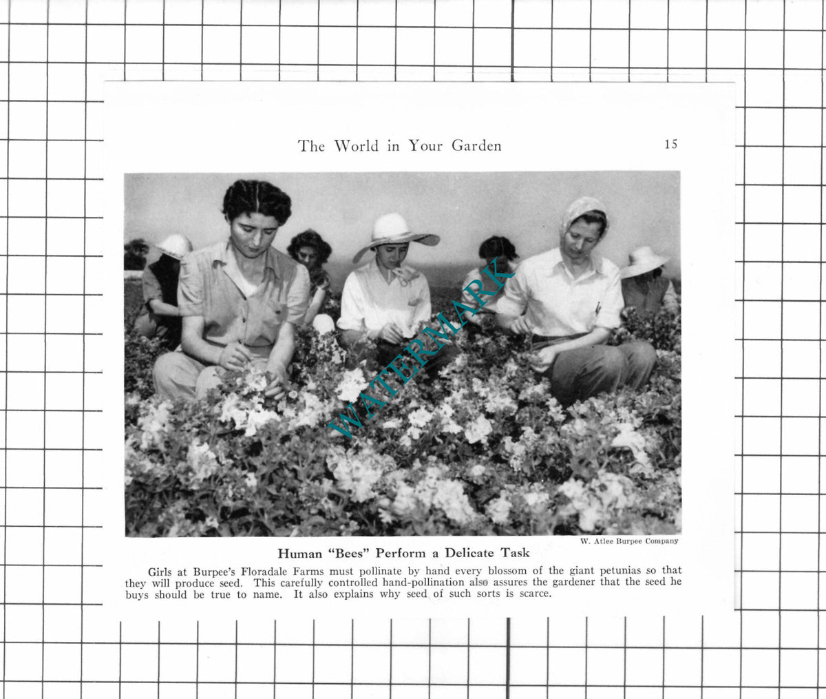 Burpee's Floradale Farms USA Hand Pollination - 1947 Clipping