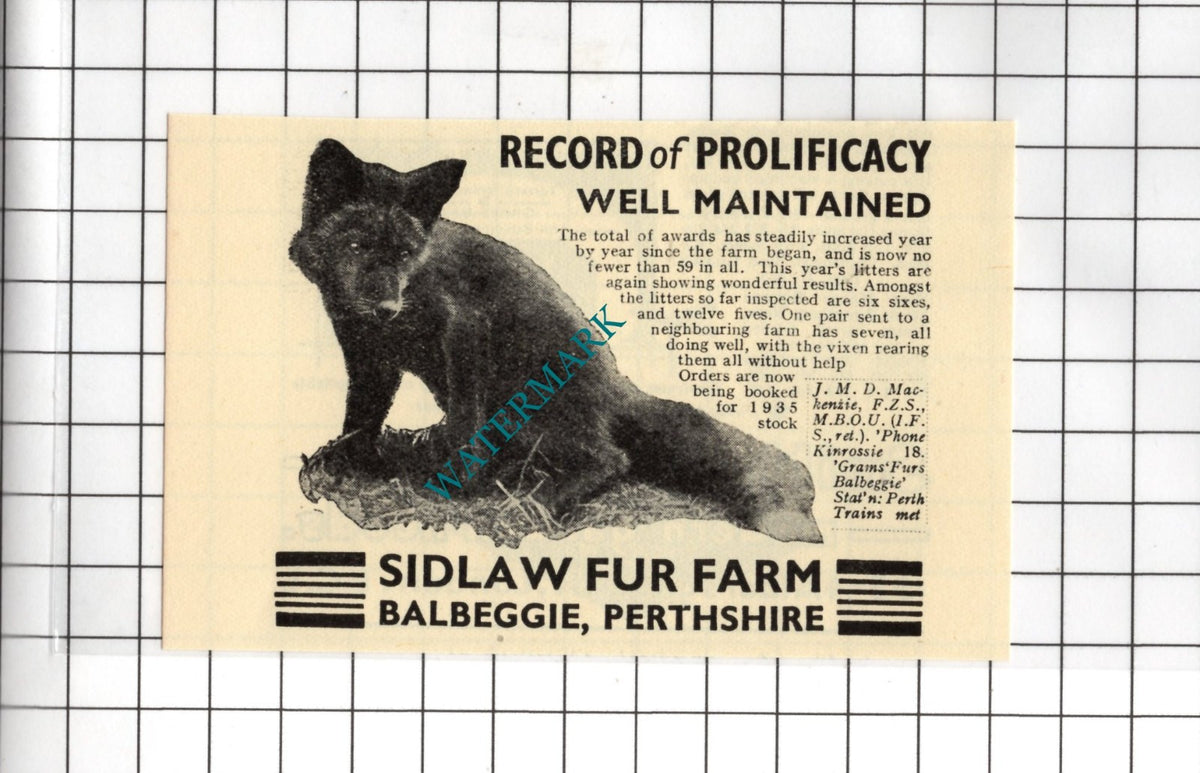 Sidlaw Fur Farm Balbeggie Perthshire - 1935 SMALL Advert