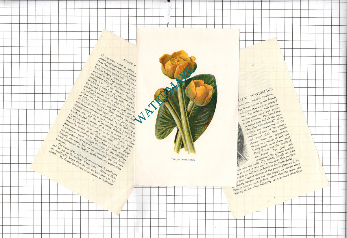 Yellow Water Lily Botannical Wild Flower Plant - c.1900 Small Print