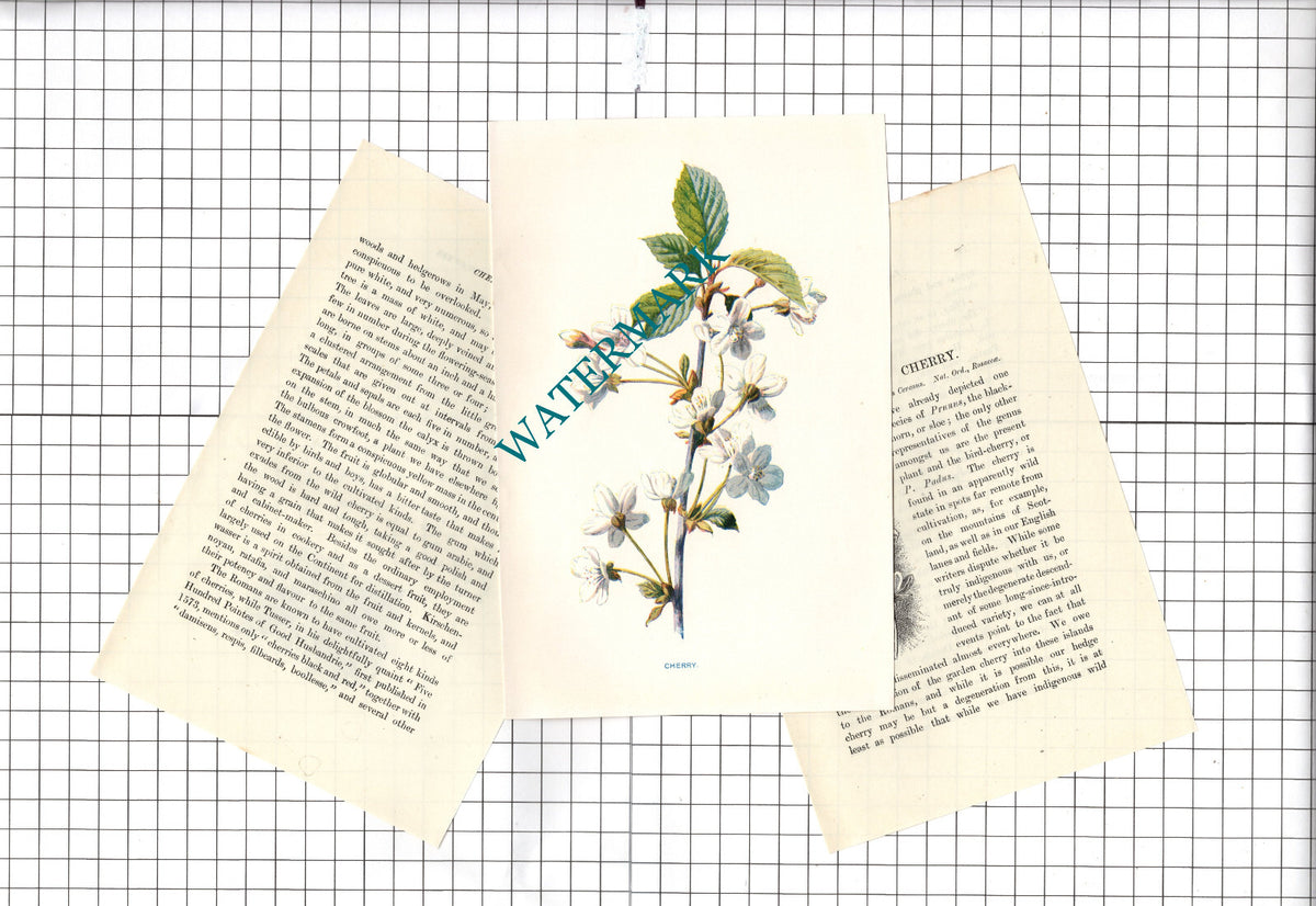 Cherry Botannical Wild Flower Plant - c.1900 Small Print