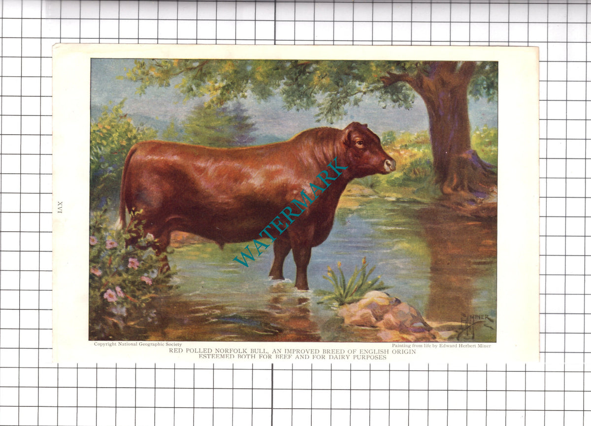 Red Polled Norfolk Bull Edward Herbert Miner - 1925 Clipping / Print