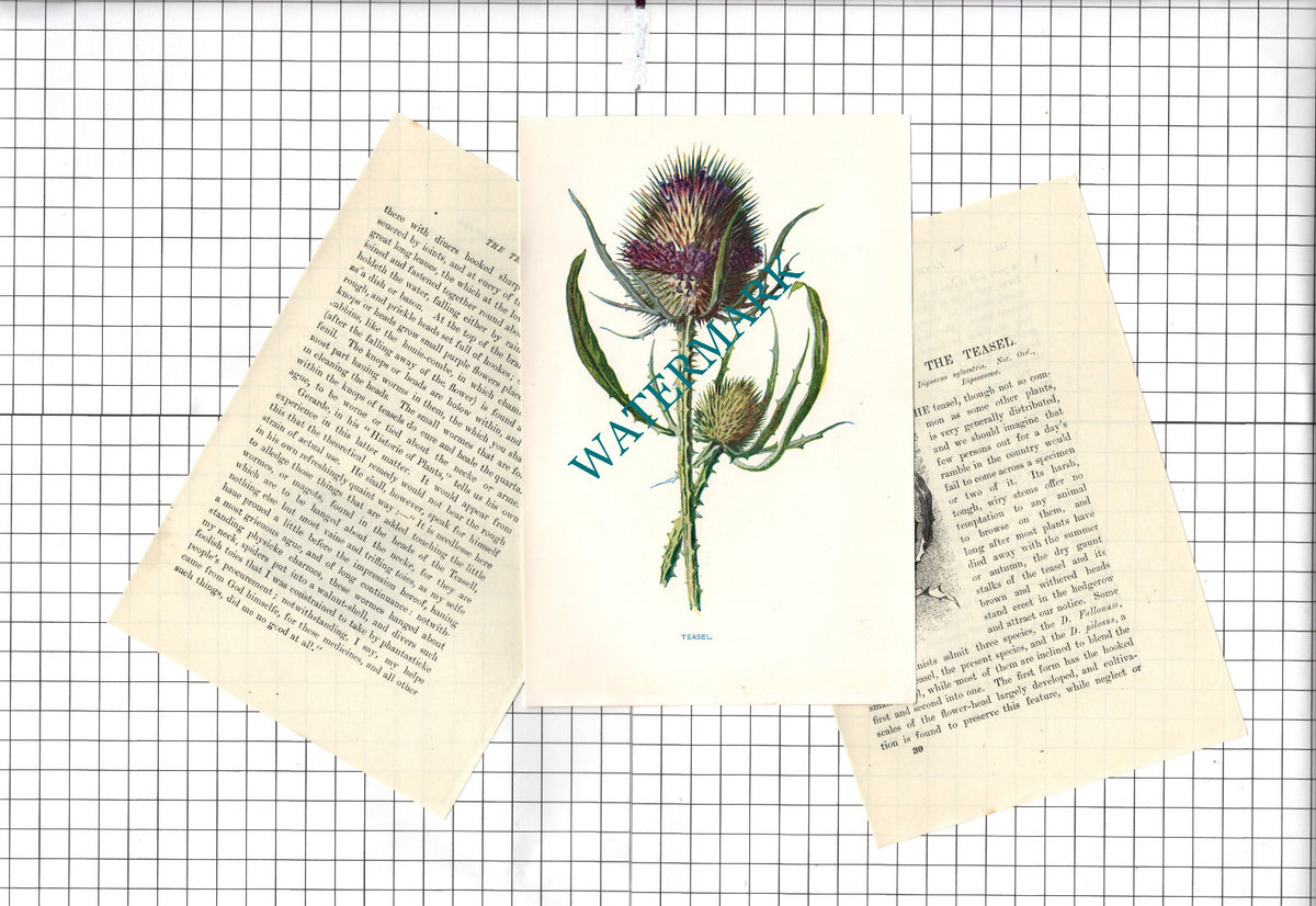 Teasel Botannical Wild Flower Plant - c.1900 Small Print