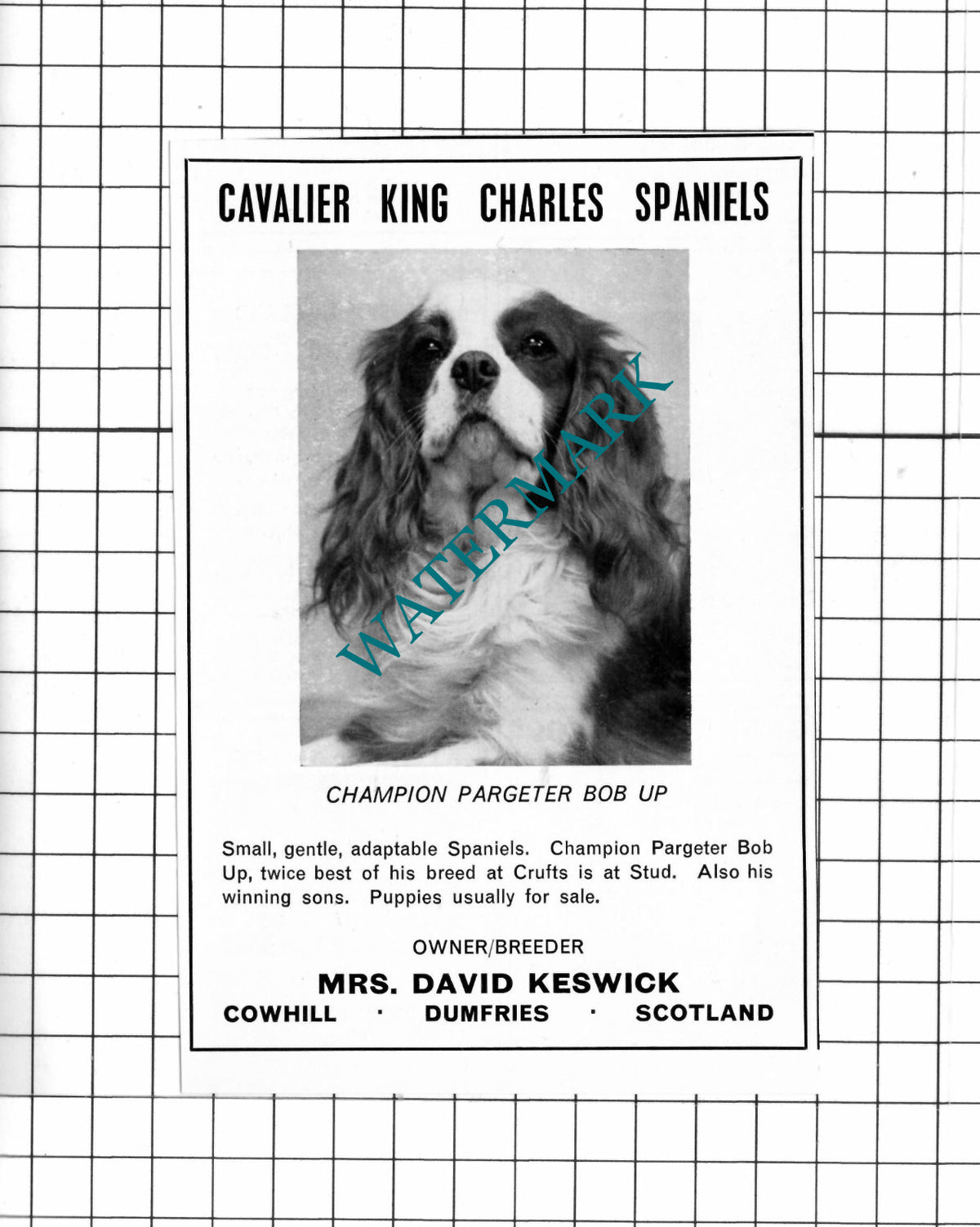 Mrs David Keswick Cowhill Dumfries Scotland Pargeter Bob Up Advert- 1967 Cutting