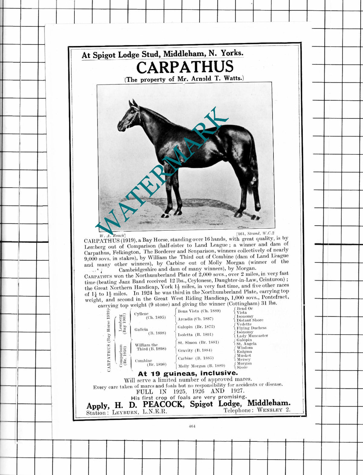 Lord Howard de Walden Racehorse Arnold Watts Spigot Lodge Middleham 1927 Advert