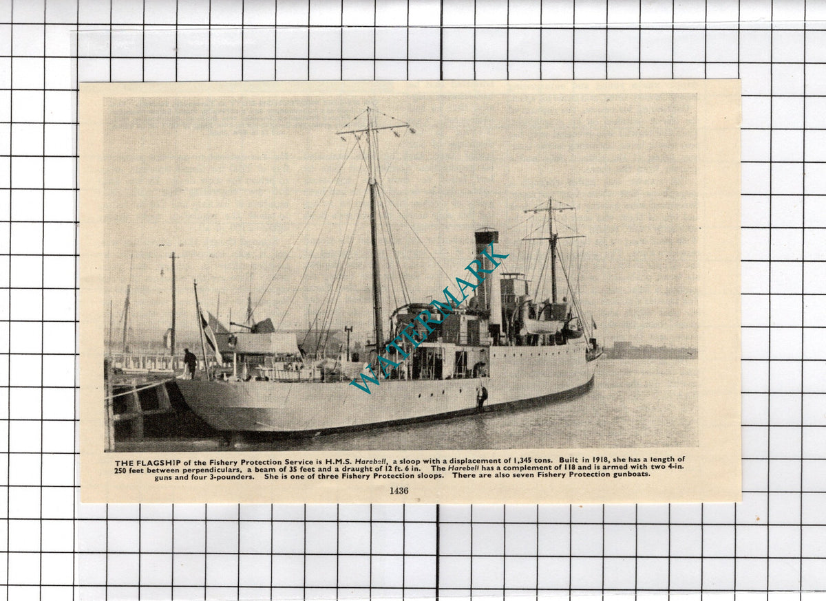 Fishery Protection Service Ship HMS HAREBELL - c.1940s Small Cutting