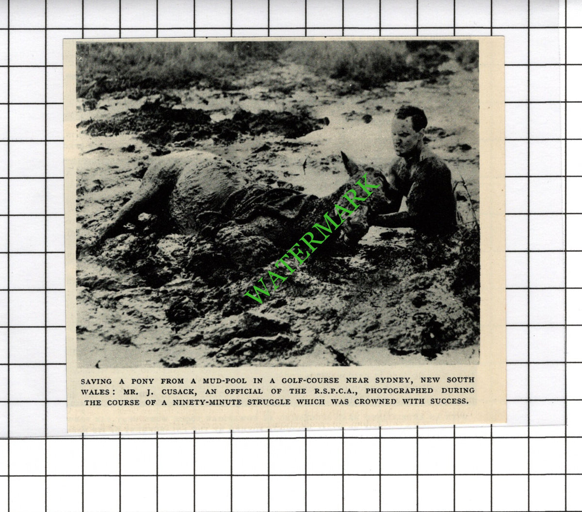 Mr J Cusack RSPCA Sydney Australia Pony Rescue - c.1954 Small Cutting