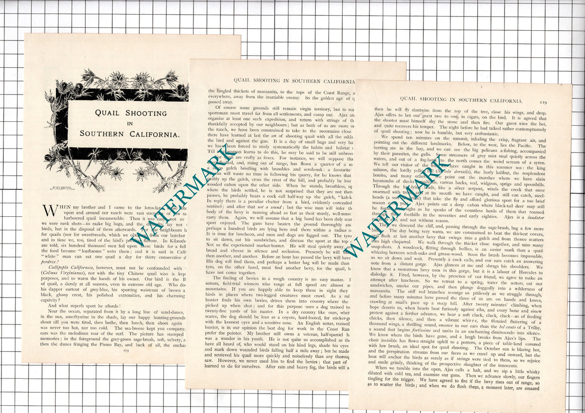 Quail Shooting In Southern California Horace Annesley Vachell- c.1899 Article