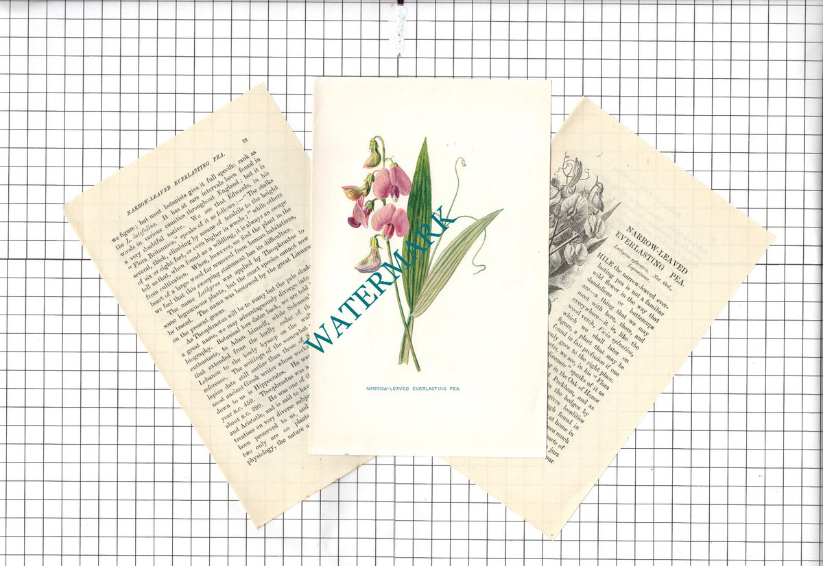 EVERLASTING PEA Botannical Wild Flower Plant Hulme - c.1900 Small Print