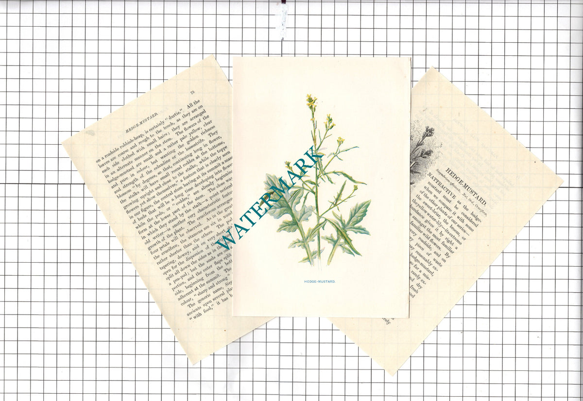 HEDGE-MUSTARD Botannical Wild Flower Plant Hulme - c.1900 Small Print
