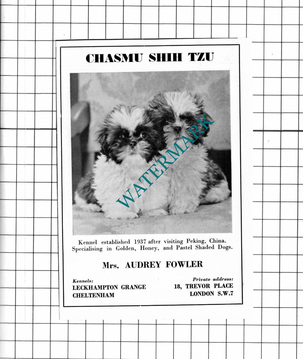 Mrs Audrey Fowler Leckhampton Grange Kennels Cheltenham Advert- 1967 Cutting