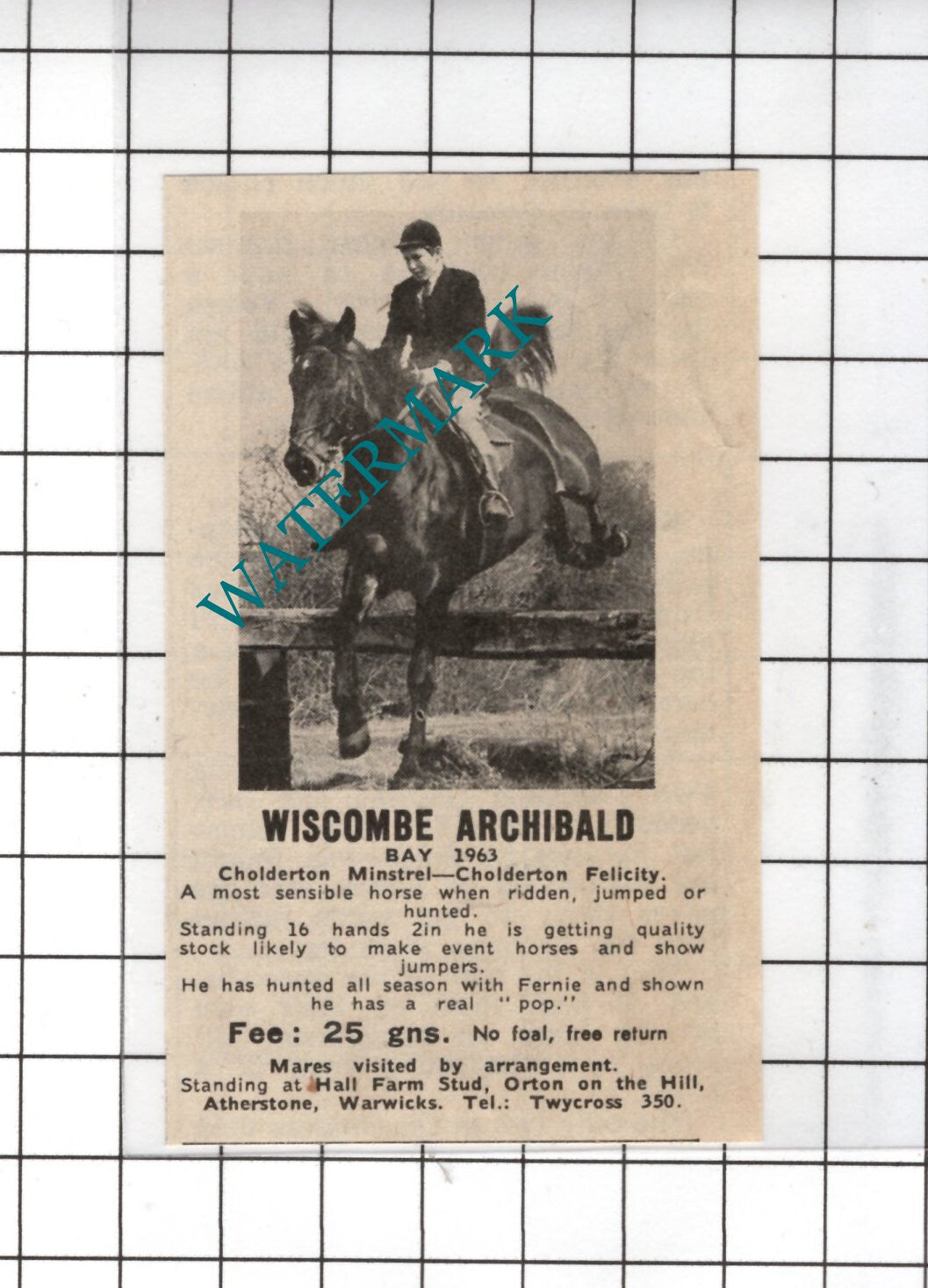 Wiscombe Archibald Race Horse Hall Farm Stud Orton on the Hill 1969 SMALL Advert