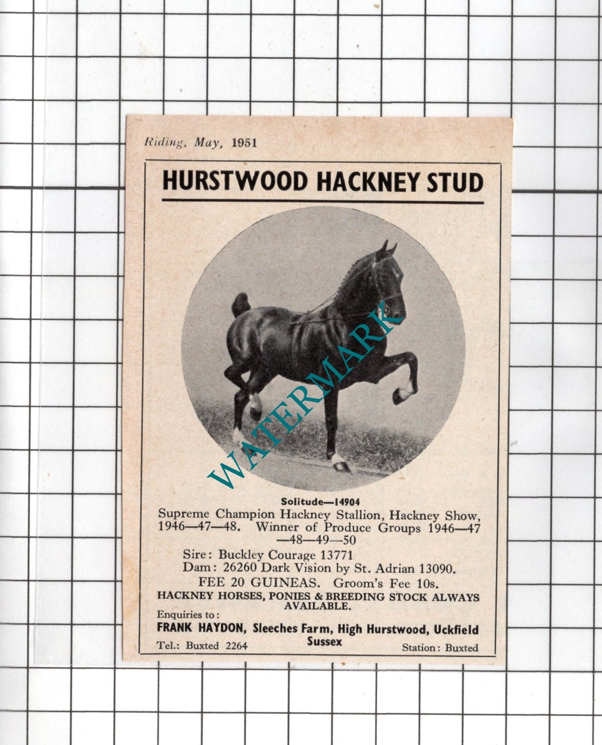 Hurstwood Hackney Stud Uckfield Sussex Frank Haydon - 1951 SMALL Advert