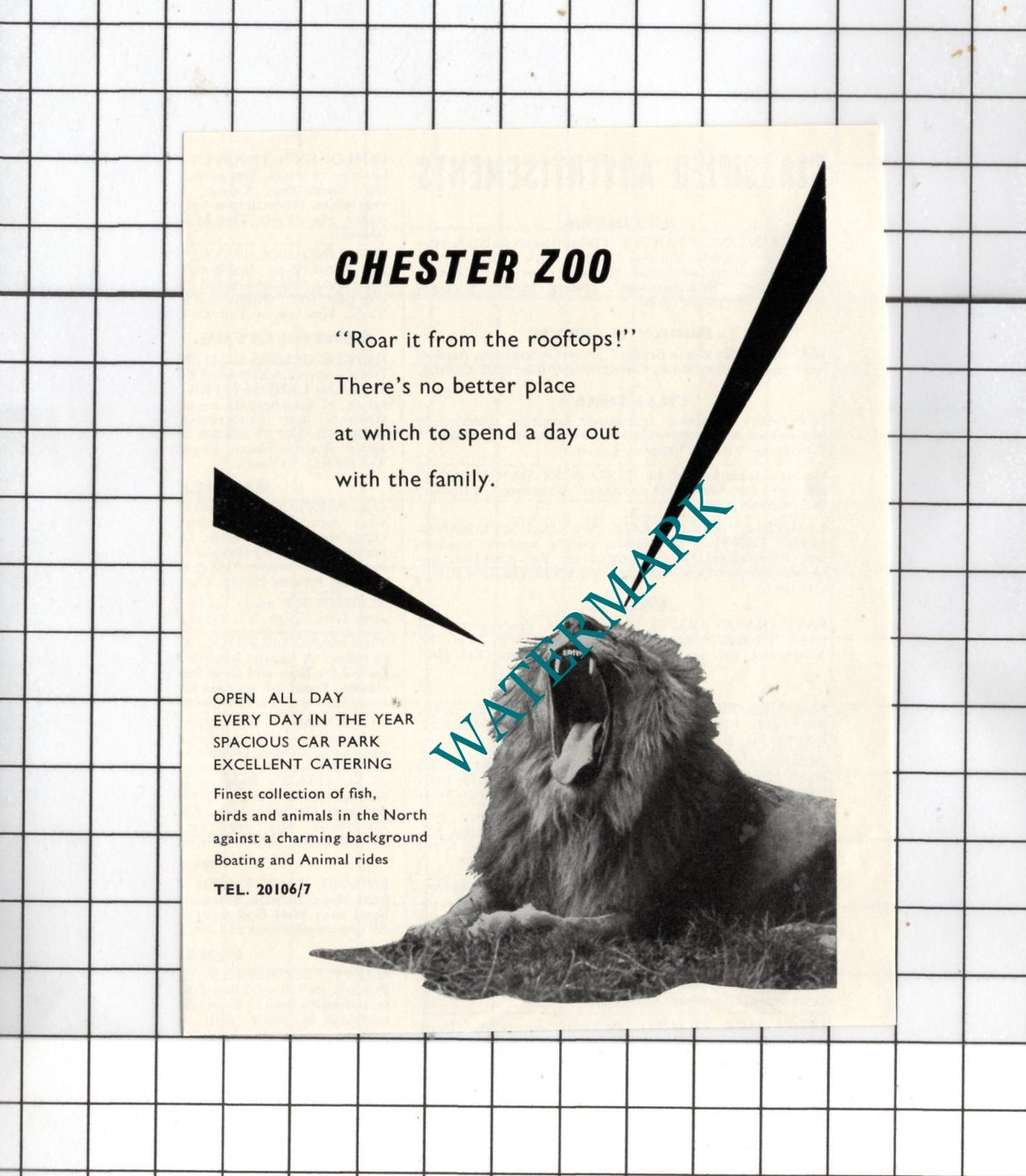 Chester Zoo Small Advert - 1954 Clipping