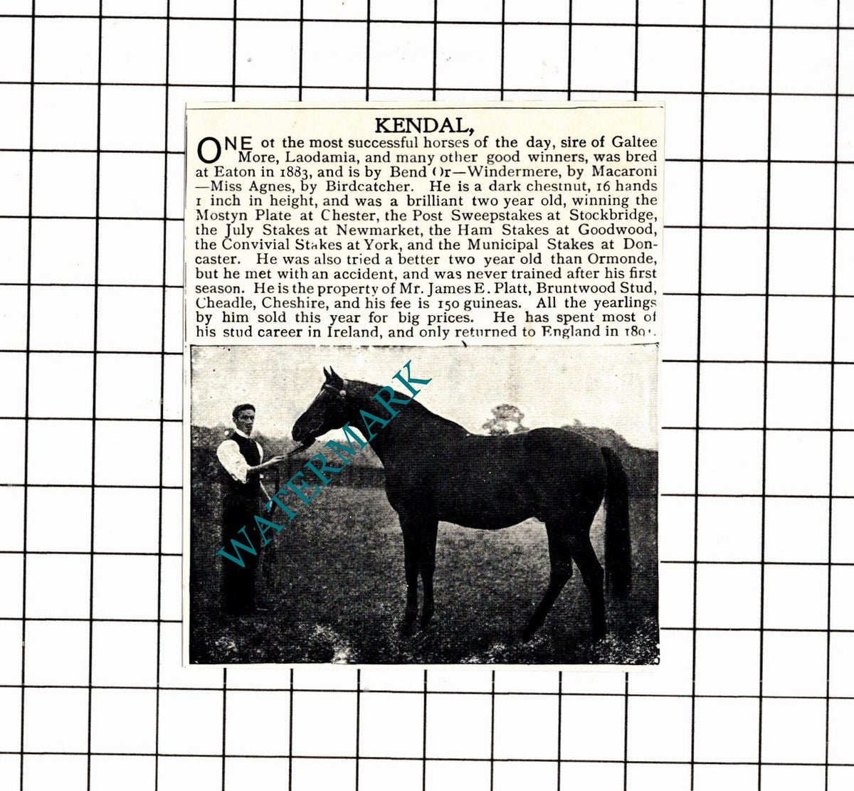 KENDAL Race Horse Mr James Platt Bruntwood Stud Cheadle - 1897 SMALL Clipping