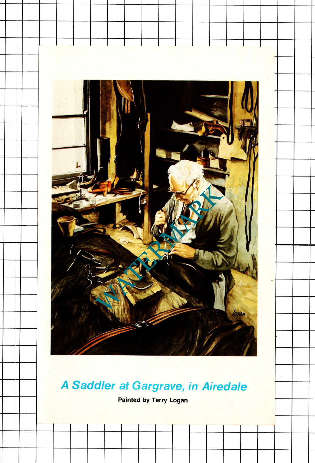 Gargrave Airedale Saddler - 1979 Clipping / Print