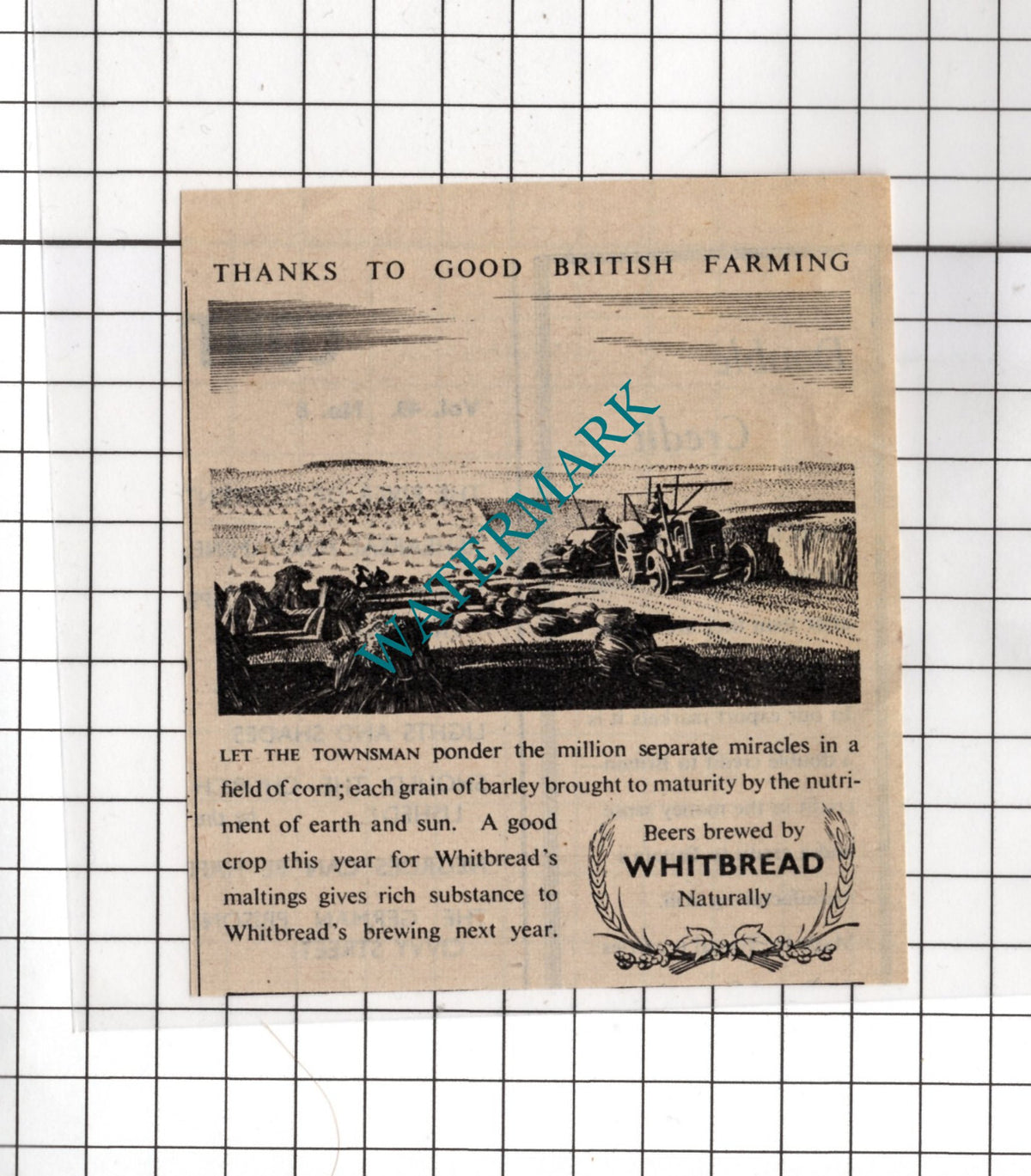 Whitbread Beer Advert Farm Farming - 1948 SMALL Cutting