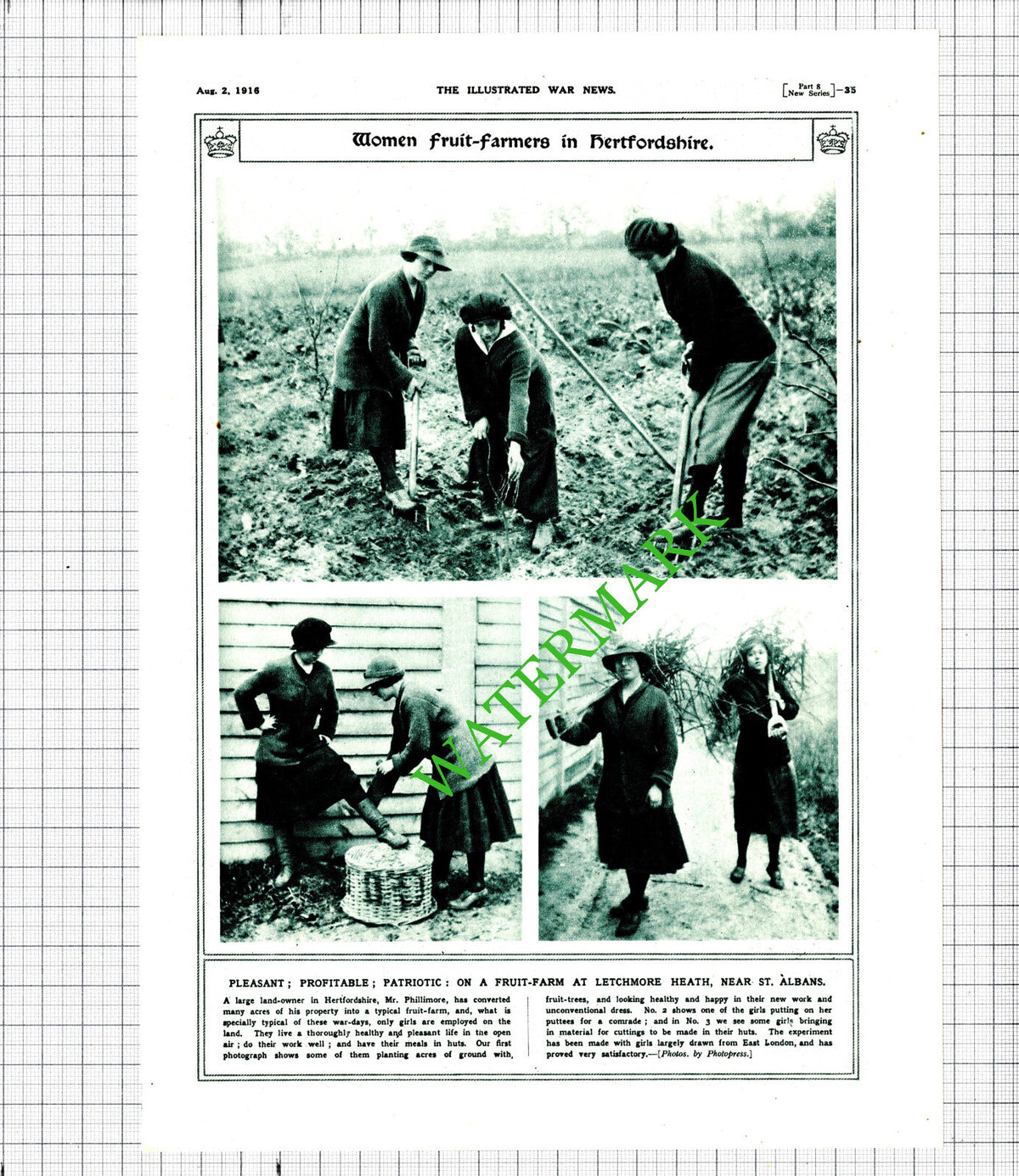 Mr Phillimore Hertfordshire Fruit Farm Women Workers Great War WW1 -1916 Cutting