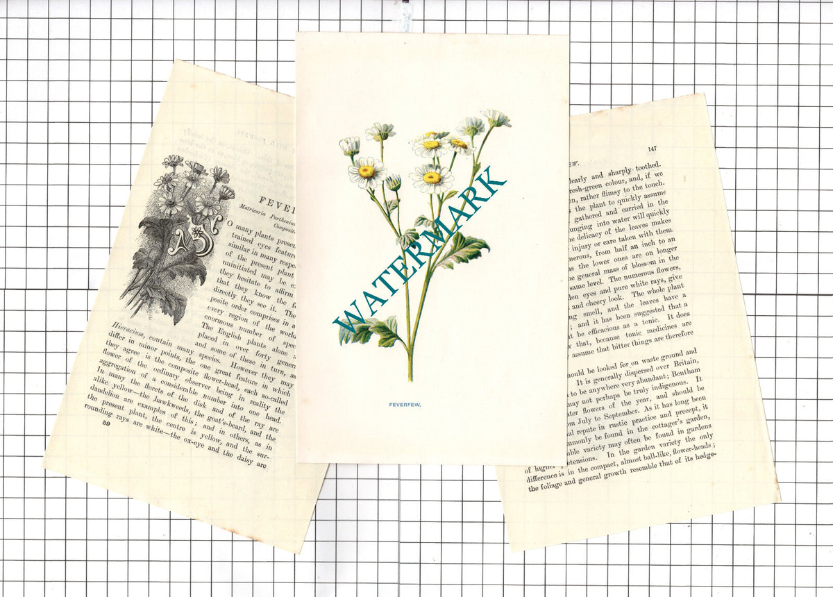 Feverfew Botannical Wild Flower Plant - c.1900 Small Print