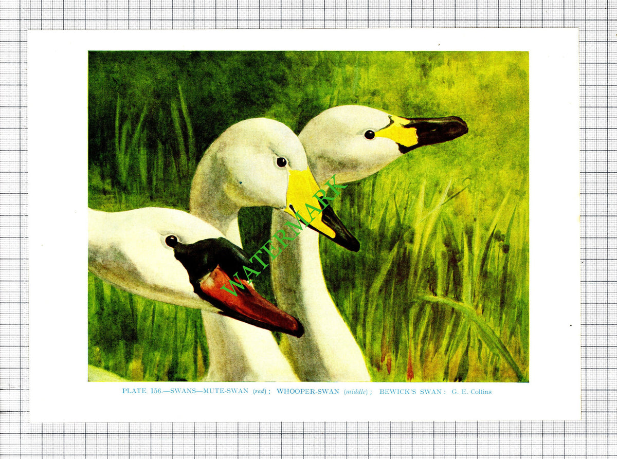 SWAN WHOOPER MUTE BEWICK'S Bird G E Collins - 1960's Cutting / Print