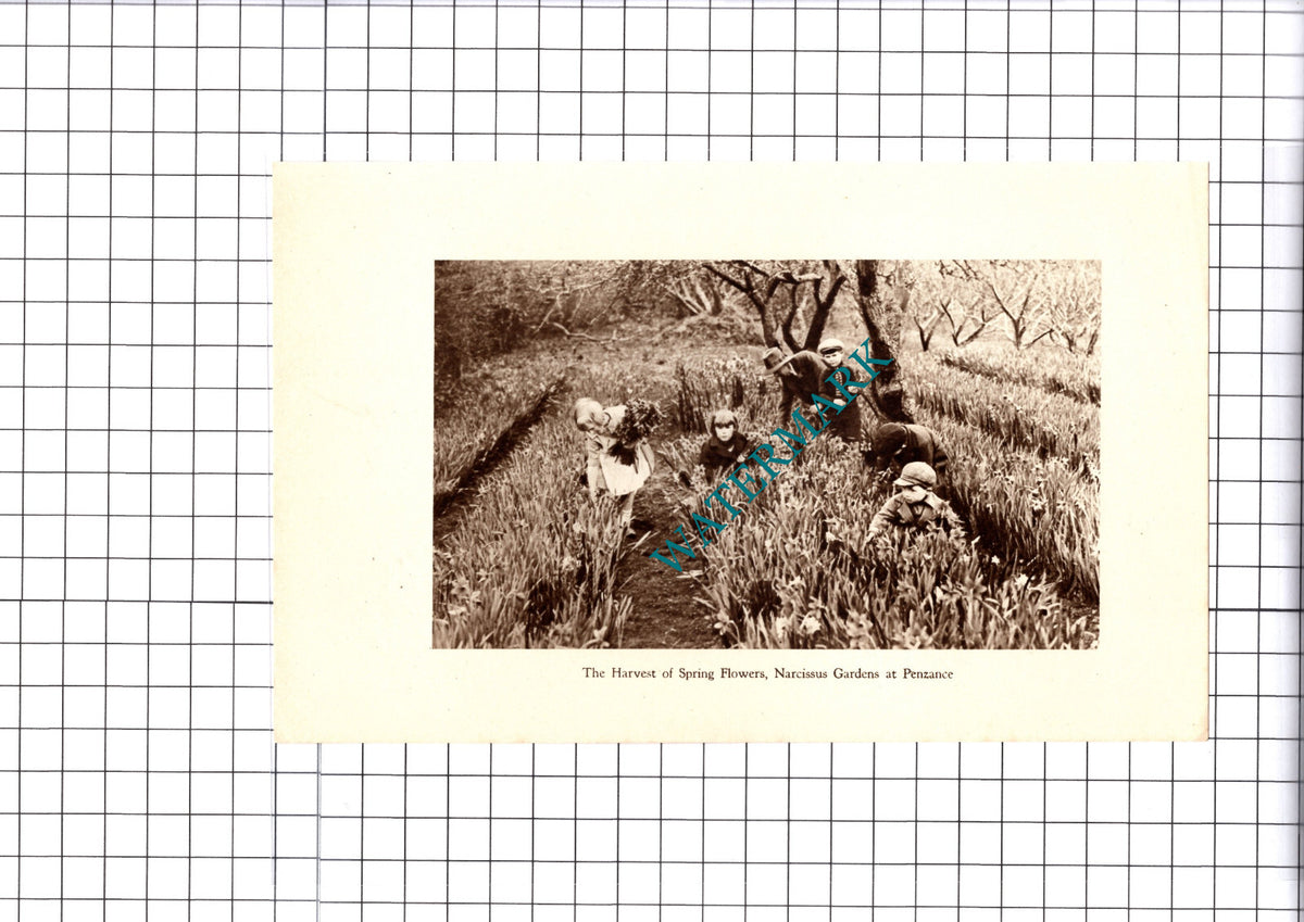 Narcissus Gardens Penzance Cornwall - 1930 Cutting / Print