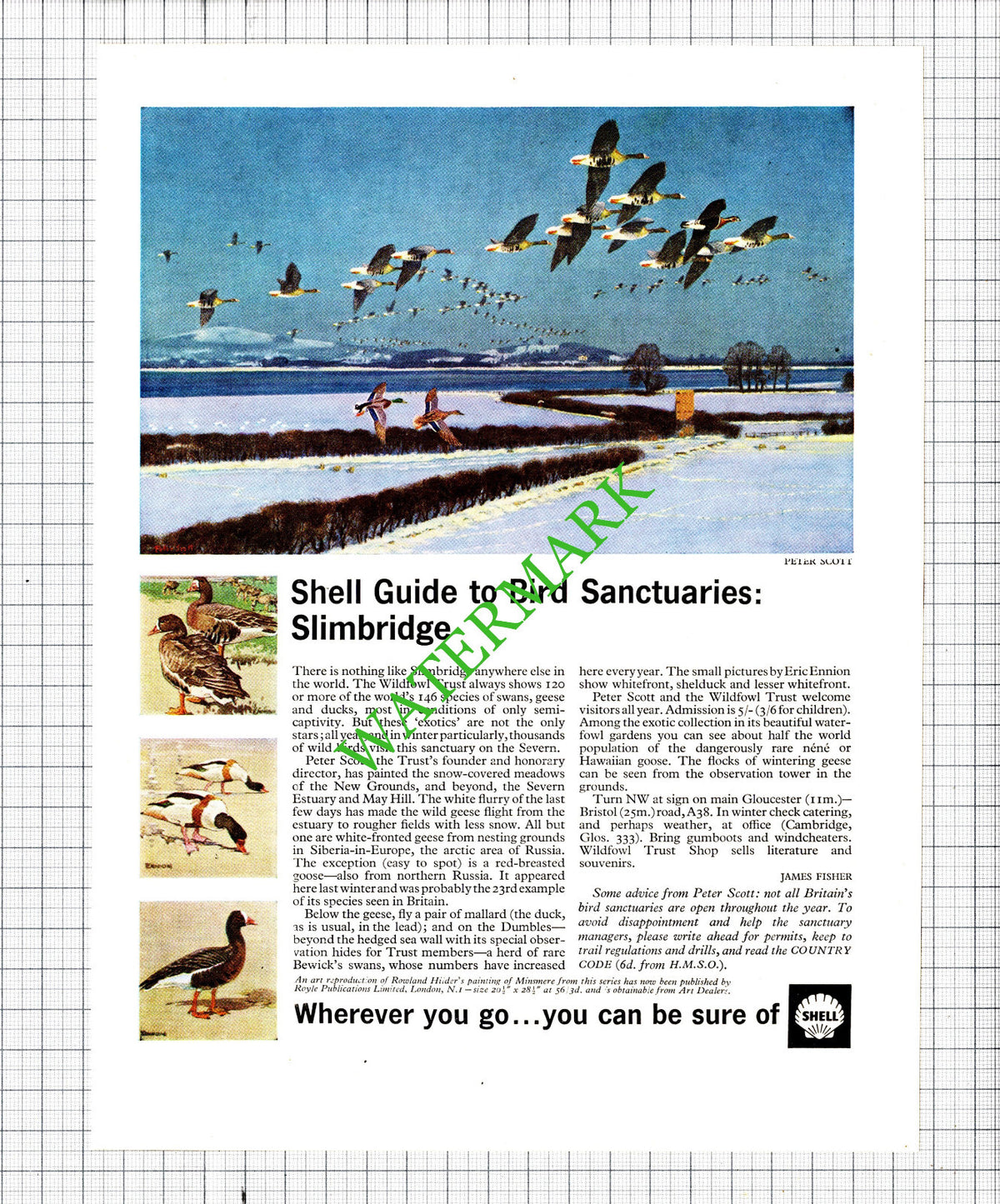 Slimbridge Bird Sanctuary Shell Advert Peter Scott - 1965 Cutting