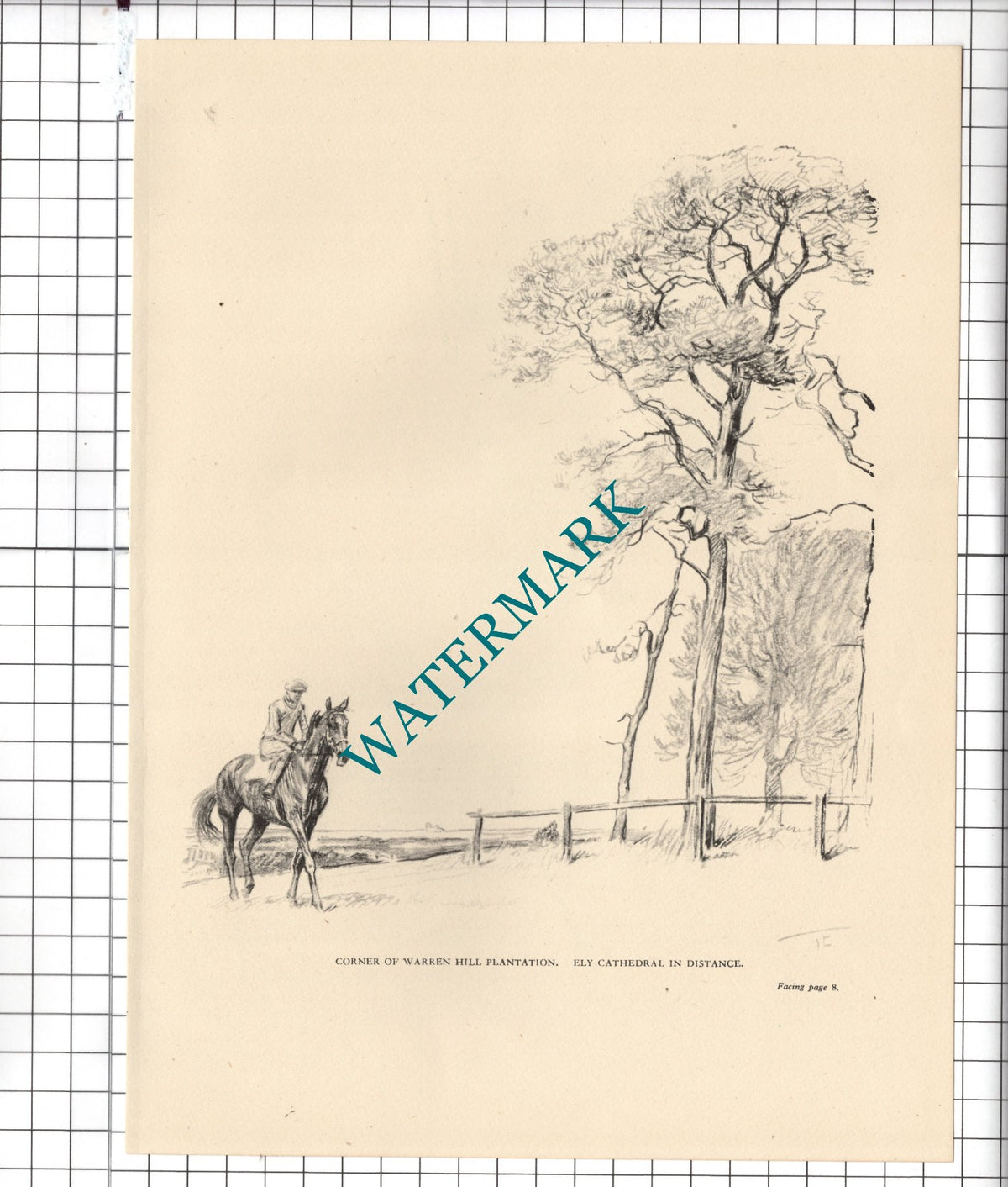 High Street Newmarket Suffolk / Warren Hill Plantation - 1945 Clipping / Print