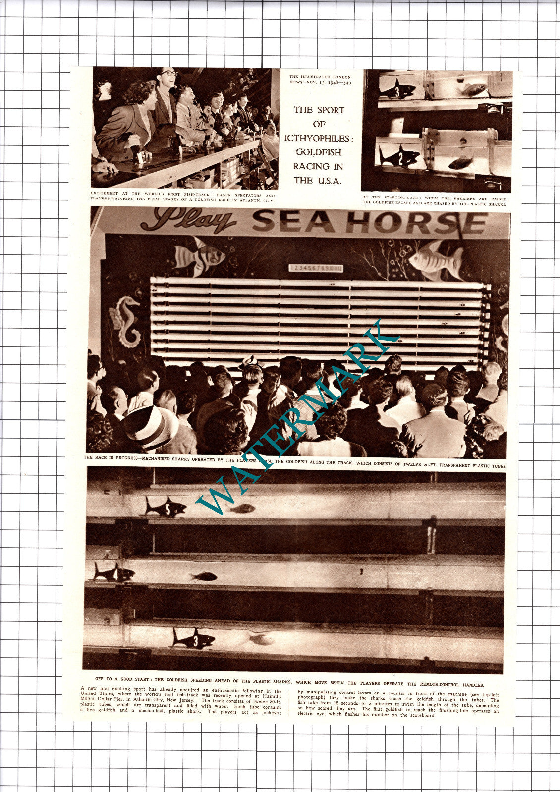 Hamid's Million Dollar Pier Atlantic City Goldfish Racing - 1948 Cutting / Print