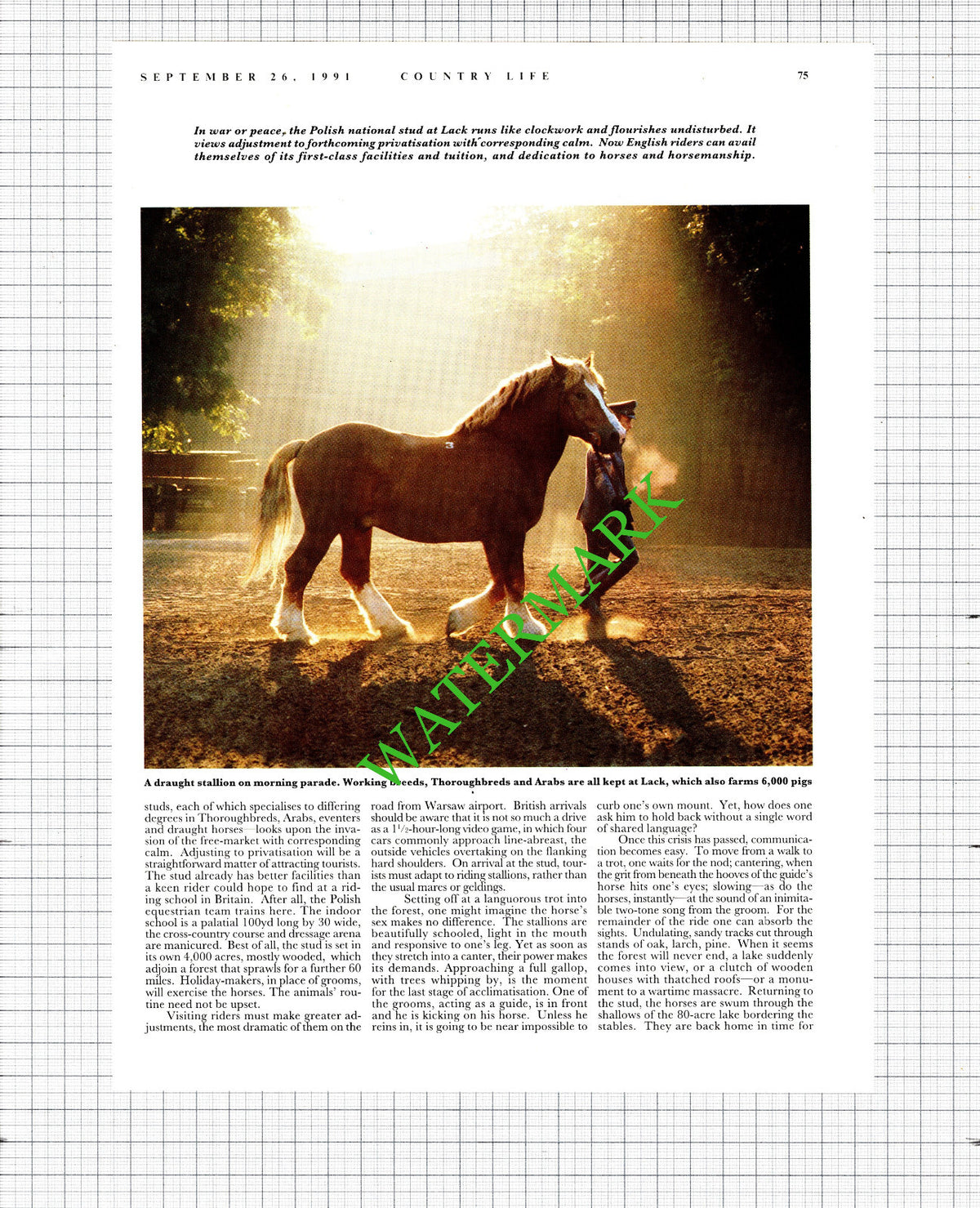Lack Stud Poland - 1991 Article