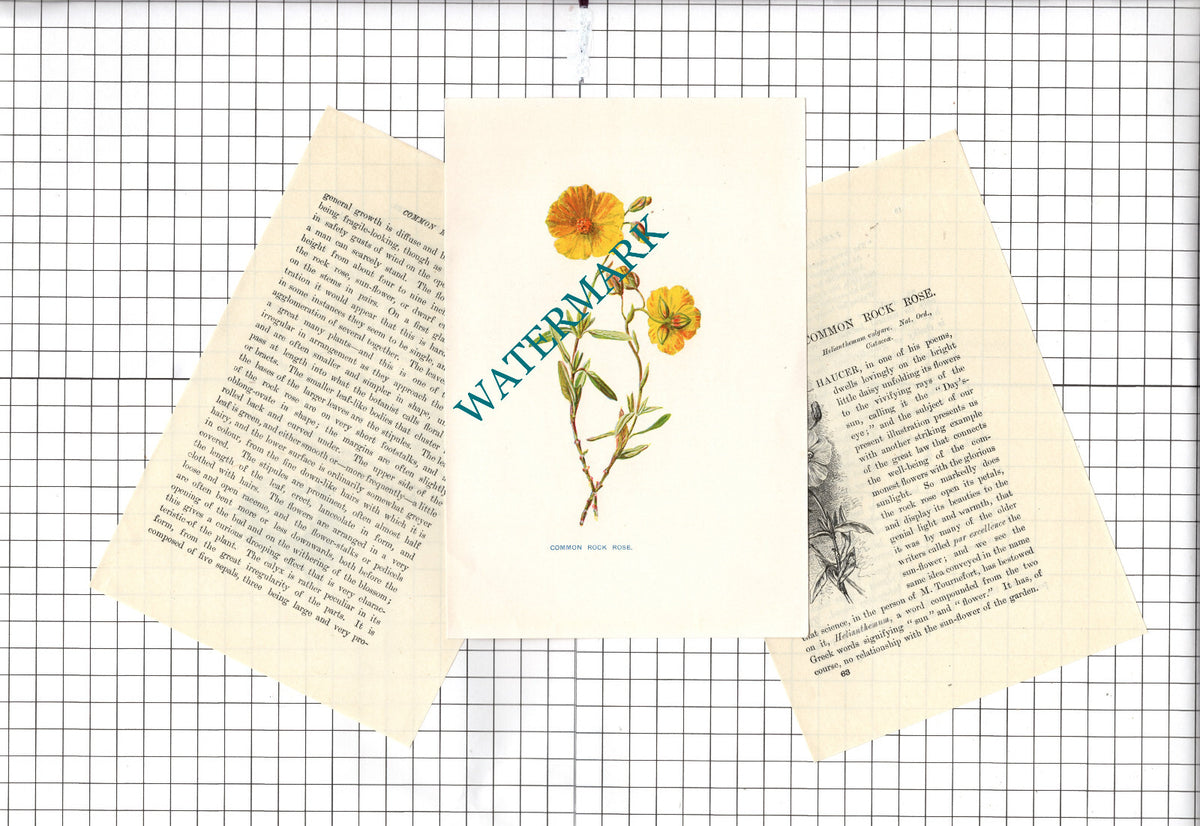 Common Rock Rose Botannical Wild Flower Plant - c.1900 Small Print