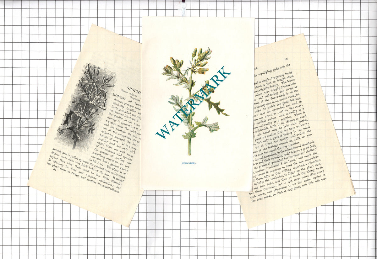 Groundsel Botannical Wild Flower Plant - c.1900 Small Print