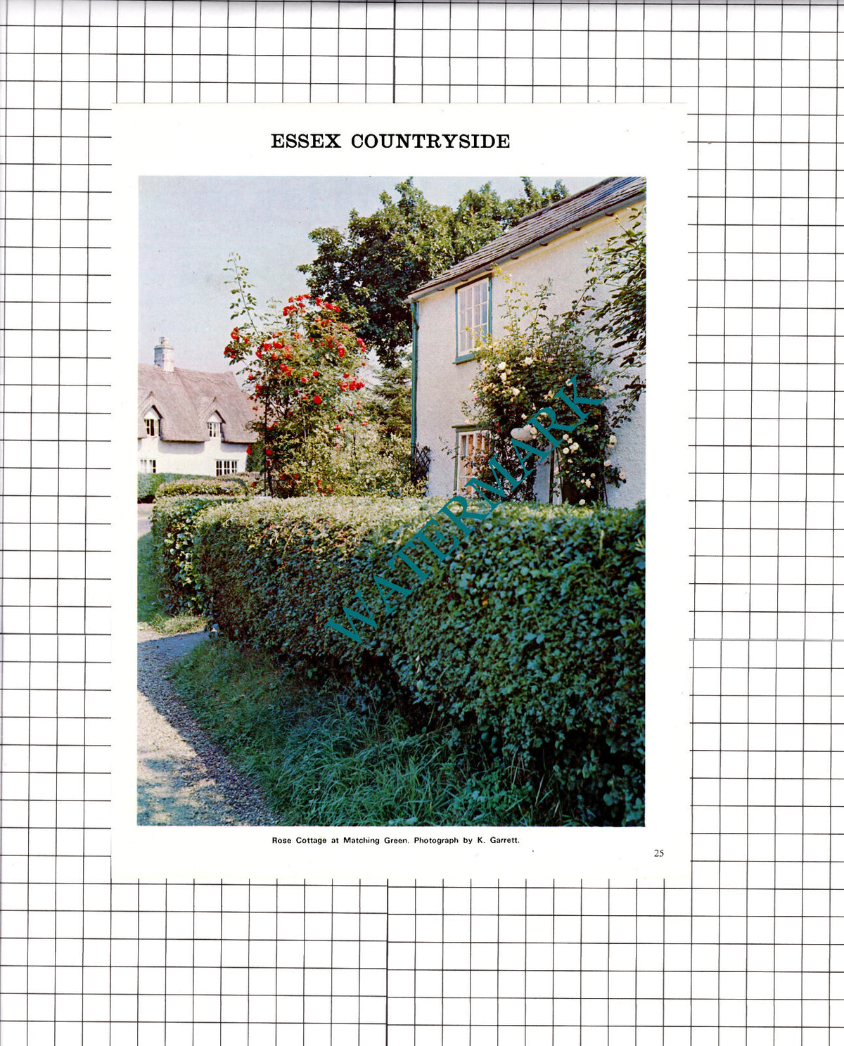 Rose Cottage Matching Green Essex - 1973 Clipping / Print